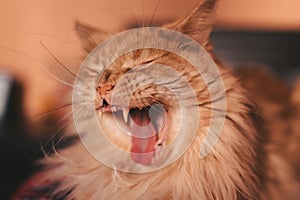 Close-up Portrait of Adorable Ginger Maine Coon Cat Curious Looking in Camera  on Black Background, Front view