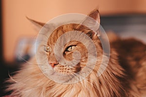 Close-up Portrait of Adorable Ginger Maine Coon Cat Curious Looking in Camera  on Black Background, Front view