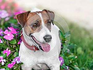 Close-up portrait of adorable happy smiling small white and brown dog jack russel terrier standing in flowering petunia flower bed