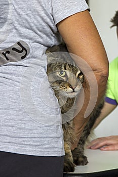 Close-up Portrait of Adorable Maine Coon Cat Stare up in feline expo