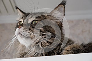 Close-up portrait of an adorable Maine Coon looking up, front view. Portrait of a beautiful domestic striped Maine Coon cat