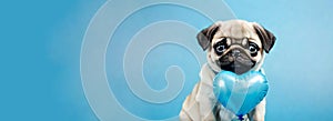 Close up portrait of adorable pug sitting on blue background with blue hearts balloon, small dog banner