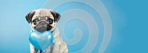 Close up portrait of adorable pug sitting on blue background with blue hearts balloon, small dog banner