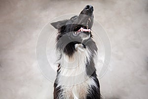 Close up portrait of a adorable purebred Border Collie dog looking up to camera isolated over grey wall background. Funny black