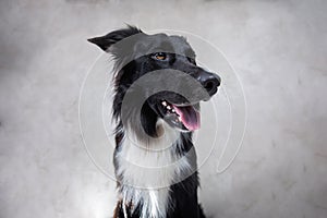 Close up portrait of a adorable purebred Border Collie dog looking up to camera isolated over grey wall background. Funny black