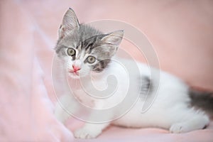 Close up portrait of an adorable two months old grey striped and white kitten on a pink blanked looking curiously to the camera