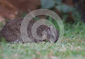 Close-up portrait of adorable wild rock hyrax on grass eating insects in Meru, Kenya