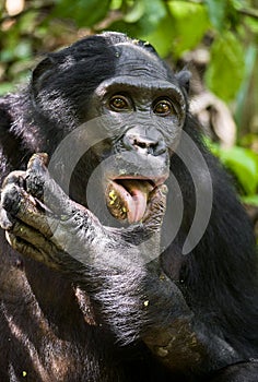 Close up Portrait Adult male Bonobos (Pan Paniscus), licking a paw, on green natural background.