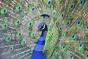 Close up portrait of an adult male peacock showing his colorful feathers