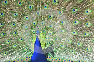 Close up portrait of an adult male peacock showing his colorful feathers