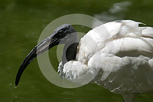 Portrait of an adult sacred ibis