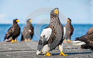 Close up portrait of Adult Steller`s sea eagle.