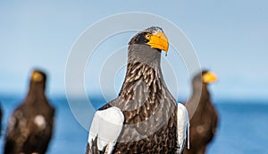 Close up portrait of Adult Steller`s sea eagle.  Scientific name: Haliaeetus pelagicus.