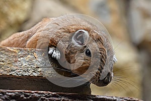 Close up portrait of African Gundi comb rat