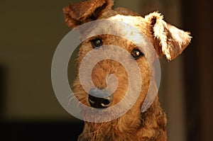 Close up portrait Airedale Terrier pedigree dog face head