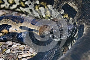 Close up portrait of alagasy ground boa