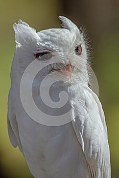 Close-up Portrait of Albino Screech Owl, St Petersburg, Florida #2