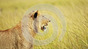 Close up portrait of amazing young male lion with mouth open, African Wildlife in Maasai Mara Nation