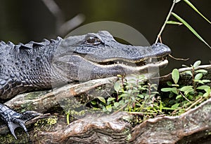 Close up portrait of an American Alligator laying on a log in a dark swamp showing teeth.