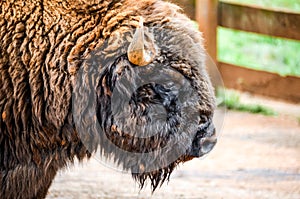 Close up portrait of an American bison Bison-Buffalo in the park
