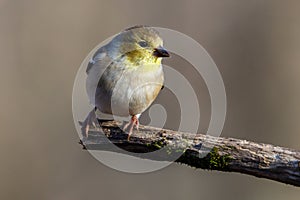 Close up portrait of an American Goldfinch Spinus tristis perched on a dead tree limb during autumn.