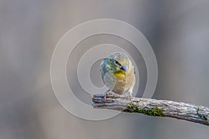 Close up portrait of an American Goldfinch Spinus tristis perched on a dead tree limb during autumn.