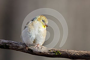 Close up portrait of an American Goldfinch Spinus tristis perched on a dead tree limb during autumn.