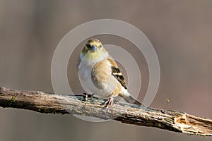 Close up portrait of an American Goldfinch Spinus tristis perched on a dead tree limb during autumn.