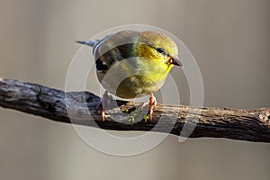 Close up portrait of an American Goldfinch Spinus tristis perched on a dead tree limb during autumn.