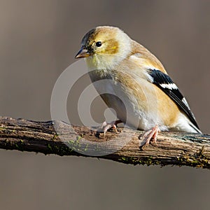 Close up portrait of an American Goldfinch Spinus tristis perched on a dead tree limb during autumn.