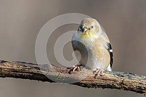 Close up portrait of an American Goldfinch Spinus tristis perched on a dead tree limb during autumn.