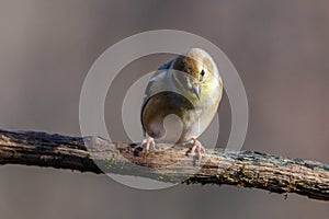 Close up portrait of an American Goldfinch Spinus tristis perched on a dead tree limb during autumn.