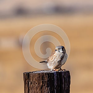 Close up portrait of an American Kestrel, Falco sparverius,  perched on a fence post.