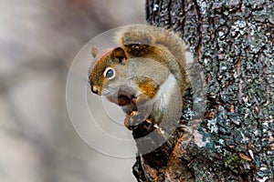 Close up portrait of an American Red Squirrel Tamiasciurus hudsonicus sitting on a dead tree limb during autumn.