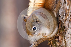 Close up portrait of American Red Squirrel Tamiasciurus hudsonicus sitting on a tree limb during autumn. Selective focus, backgr