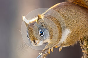 Close up portrait of American Red Squirrel Tamiasciurus hudsonicus sitting on a tree limb during autumn. Selective focus, backgr