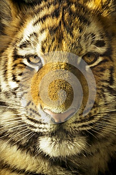 Close Up Portrait Of Amur Tiger Cub Outdoors