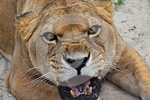 Close up portrait of angry furious lioness roar