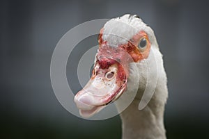 Close up portrait animal head of white muscovy female duck