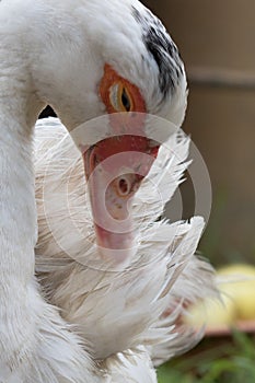 Close up portrait animal head of white muscovy female duck