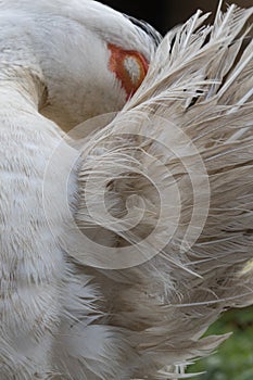 Close up portrait animal head of white muscovy female duck