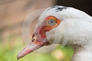 Close up portrait animal head of white muscovy female duck