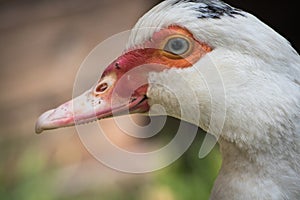 Close up portrait animal head of white muscovy female duck