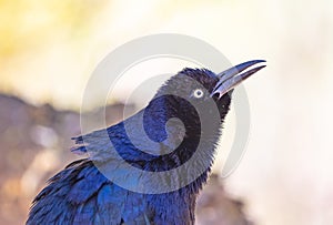 Close up Portrait of animals, Blue bird perhaps Great-tailed grackle with a red seed or food in its beak