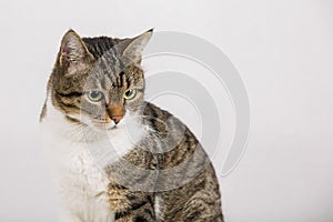 Close up portrait of attentive curious striped cat looking aside with big eyes. Tabby adorable kitten isolated on white with copy