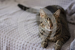 Close-up portrait of an attractive healthy cat