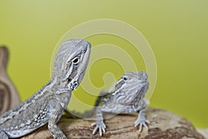 Close up portrait of babies reptile lizards bearded dragons