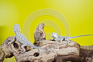 Close up portrait of babies reptile lizards bearded dragons