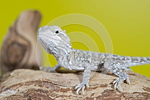 Close up portrait of babies reptile lizards bearded dragons