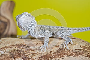 Close up portrait of babies reptile lizards bearded dragons